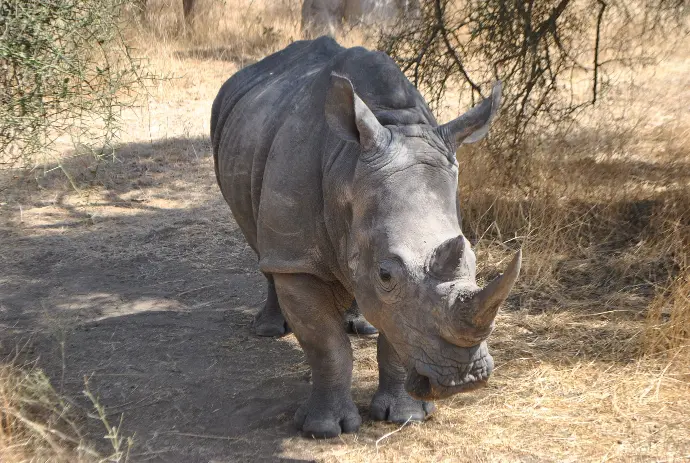 Rhinocéros de la réserve de Bandia au Sénégal 