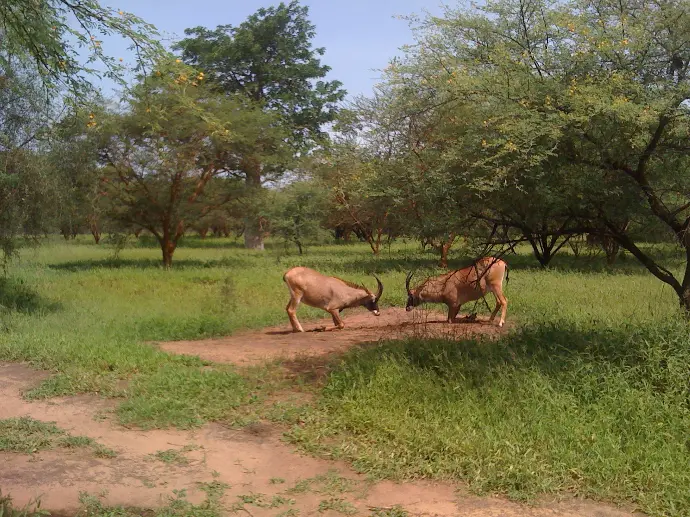 antilopes de la réserves de Bandia au Sénégal