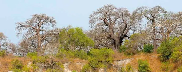 paysage du delta du Saloum